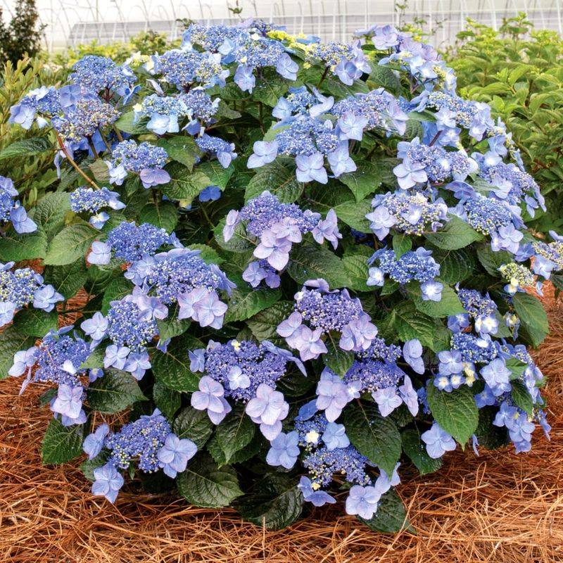 Hydrangeas