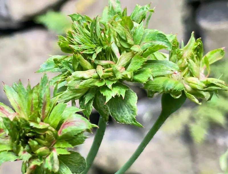 The Green Rose (Rosa chinensis viridiflora)