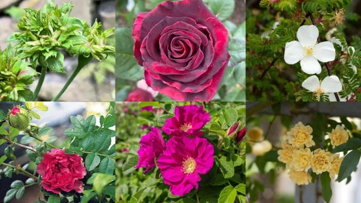 Roses That Don’t Look or Behave Like Roses at All