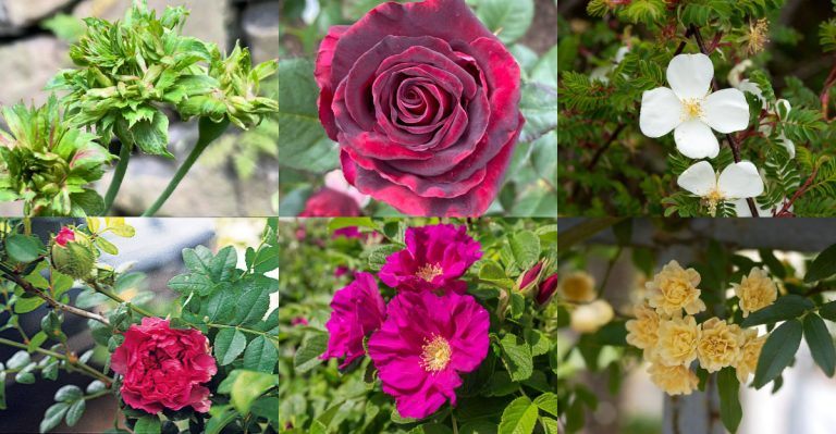 Roses That Don’t Look or Behave Like Roses at All