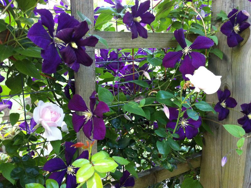 Roses and Clematis