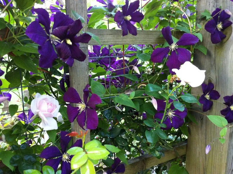 Roses and Clematis