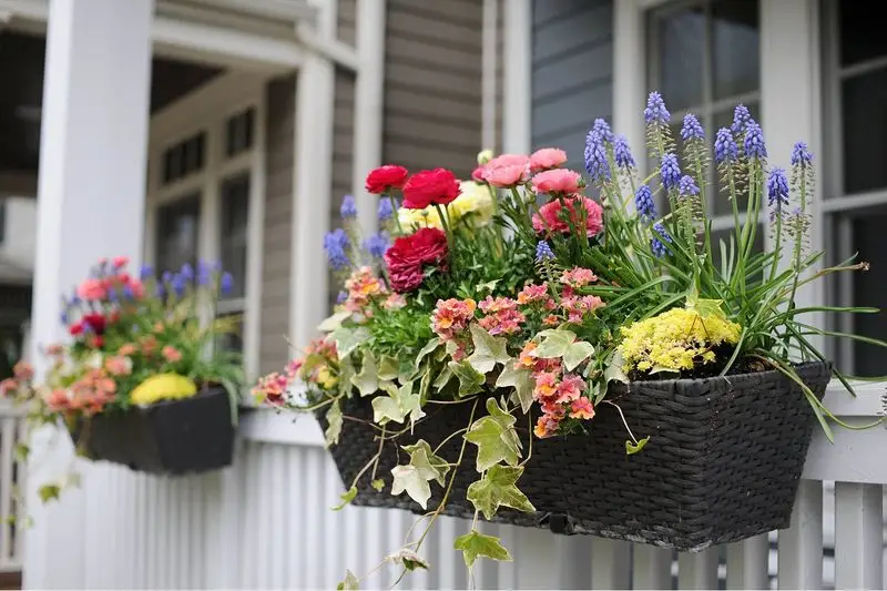 Rotate Container Plants