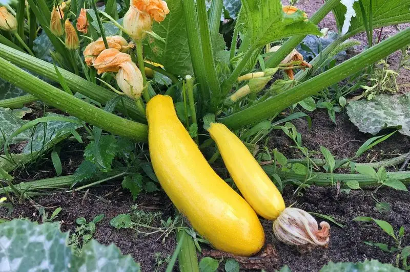 Rotate Crops Yearly