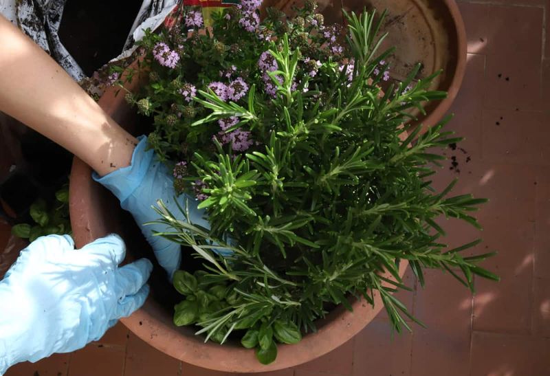 Choose Companion Plants Wisely