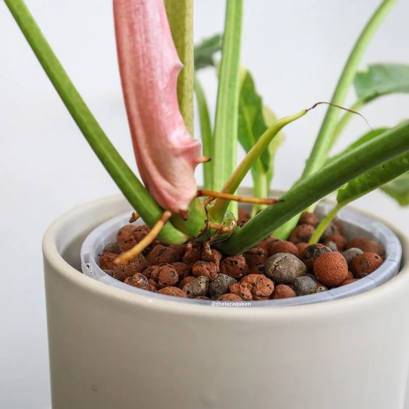 Rotate Your Plants