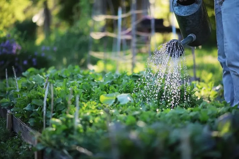 Timing Watering Schedule