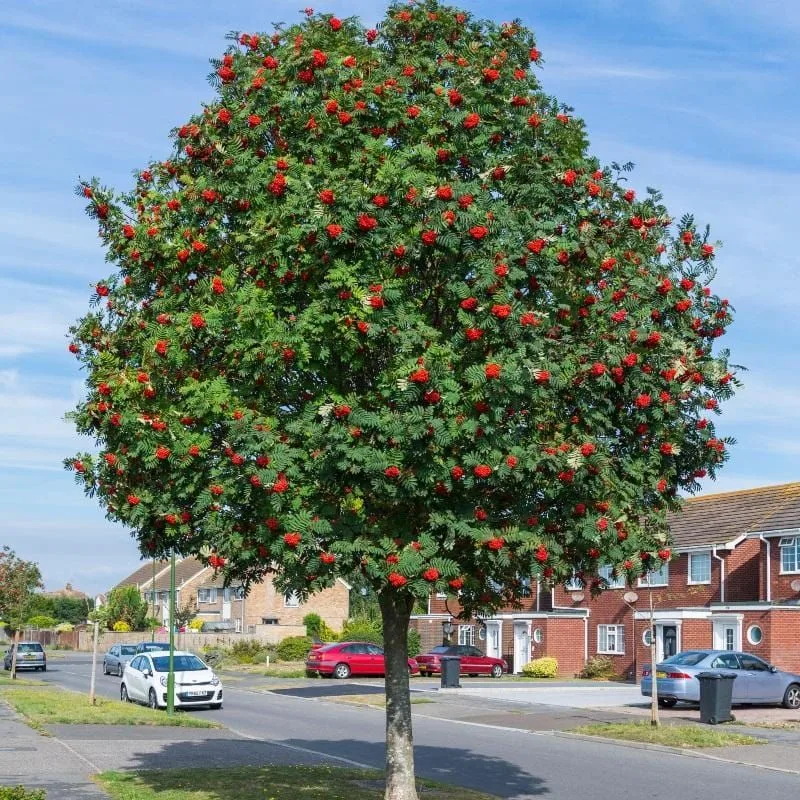 Rowan Tree