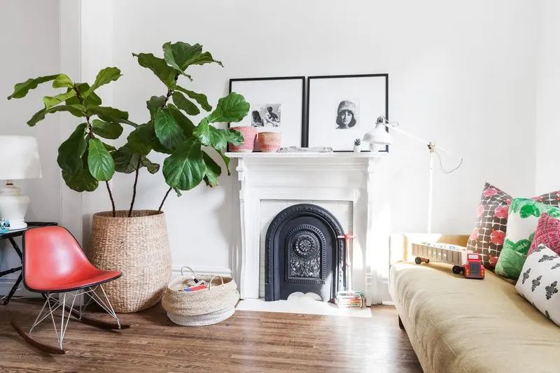 Fiddle Leaf Fig