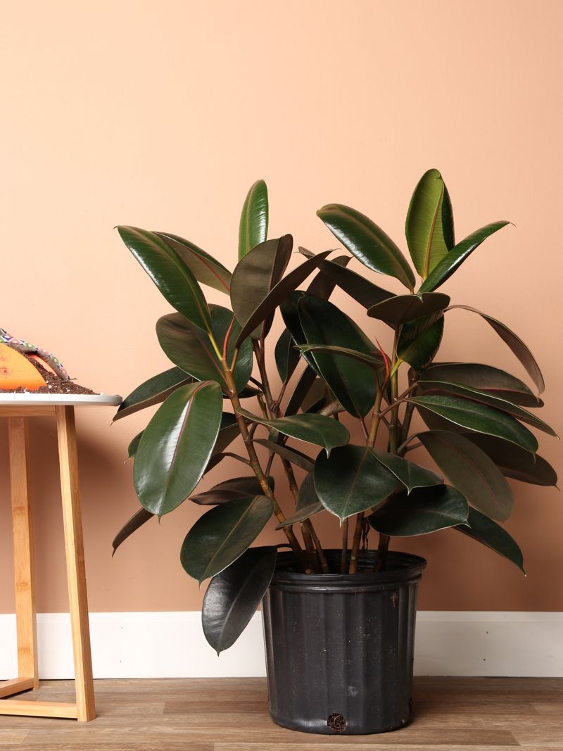 Rubber Plant