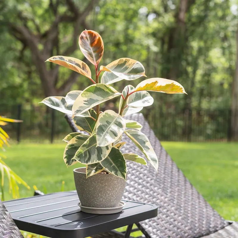 Rubber Plant