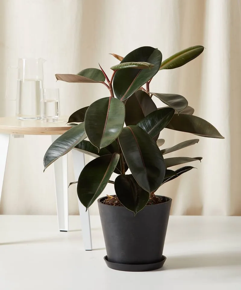 Rubber Plant