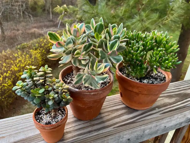 Jade Plant (Crassula ovata)
