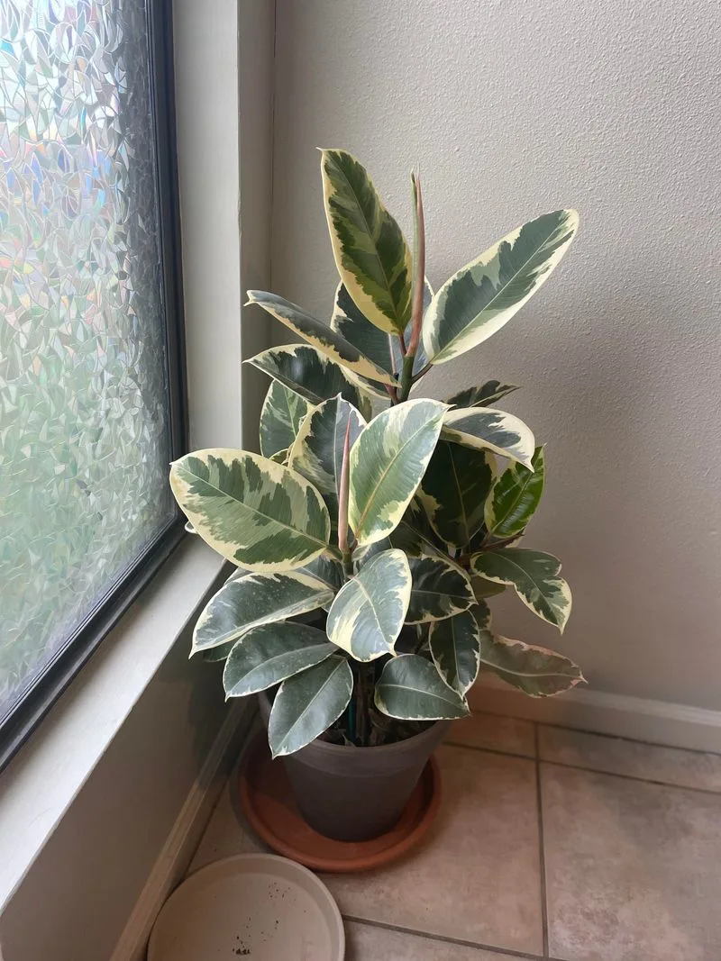 Rubber Tree