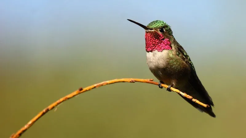 Ruby-throated Hummingbird