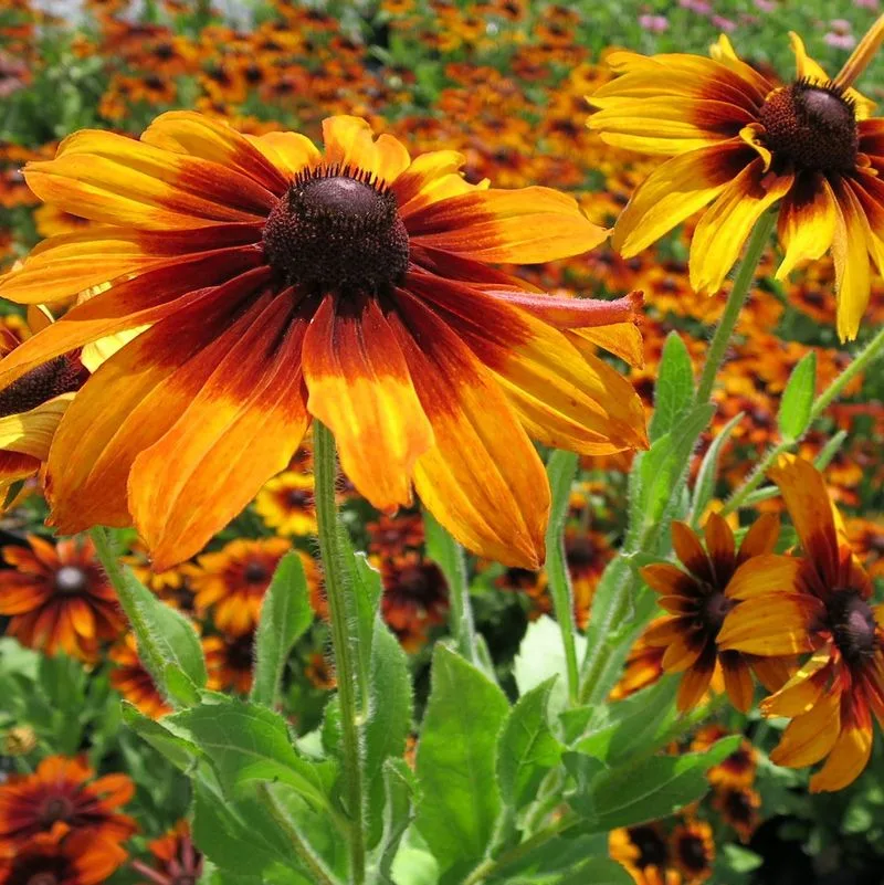 Rudbeckia