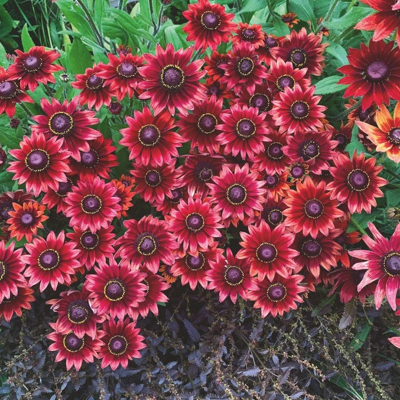 Rudbeckia