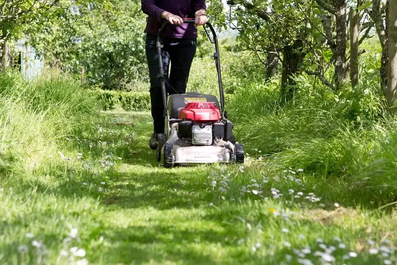 Rule To Break 4: Lawn is Essential