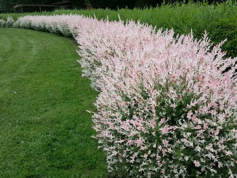 Willow Salix