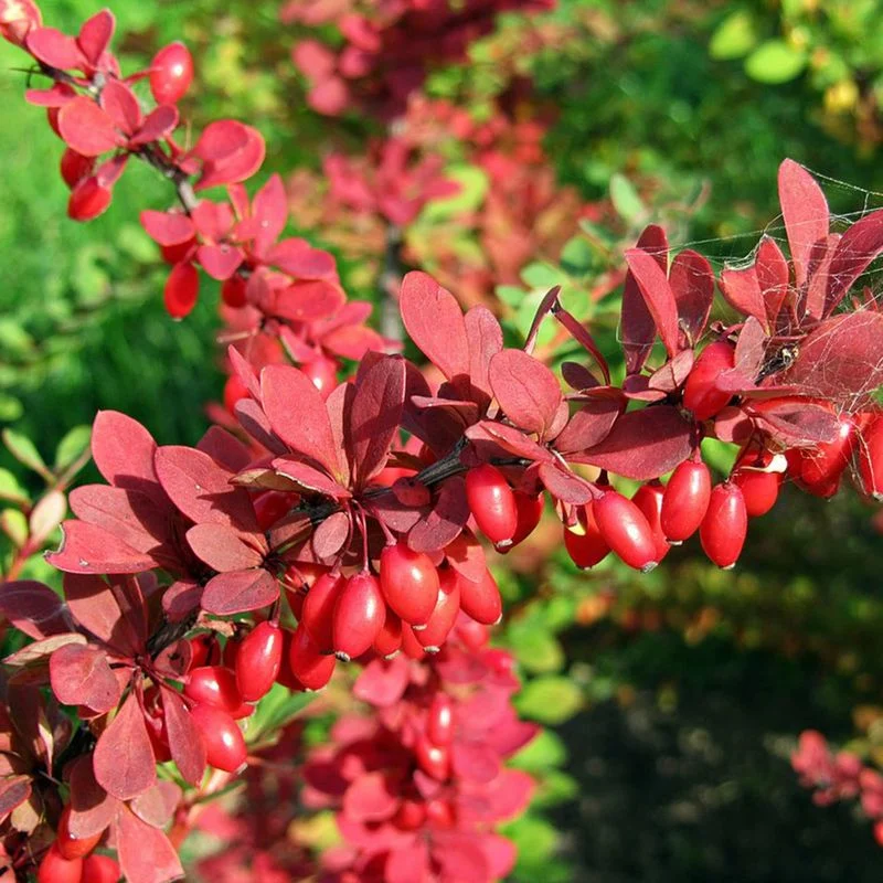 Japanese Barberry