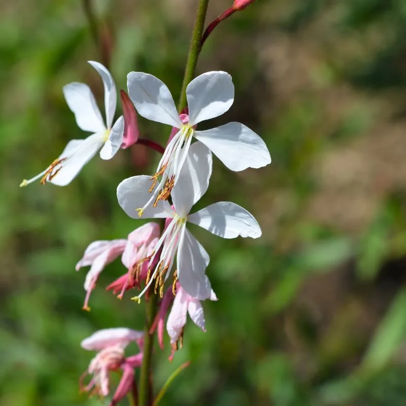 Gaura