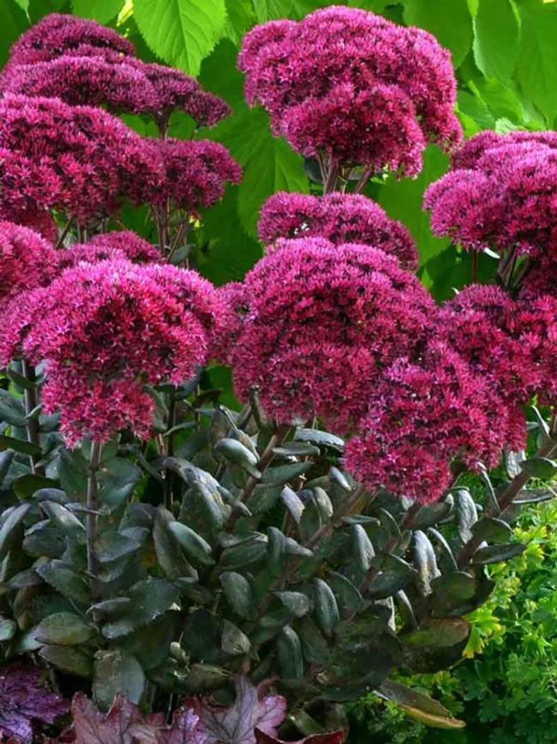 Sedum