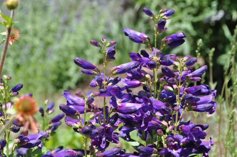 Penstemon