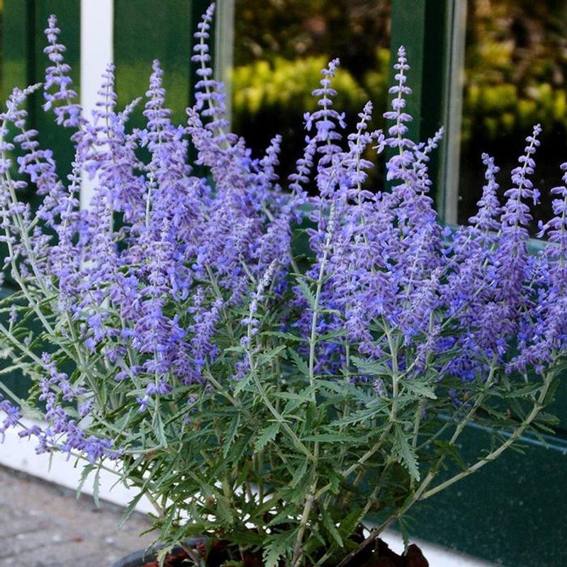 Russian Sage