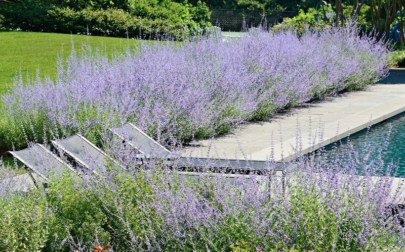 Russian Sage