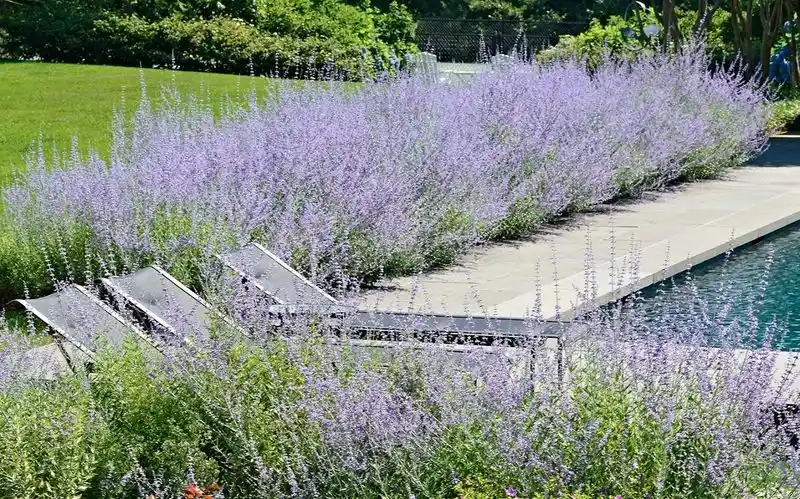 Russian Sage