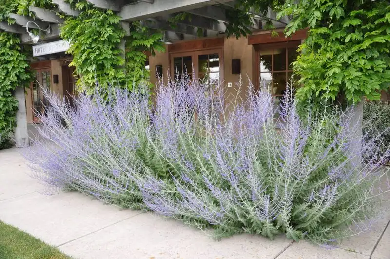 Russian Sage (Perovskia atriplicifolia)