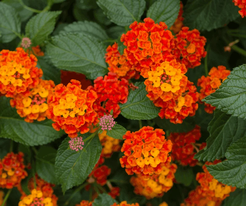 Lantana (Lantana camara)