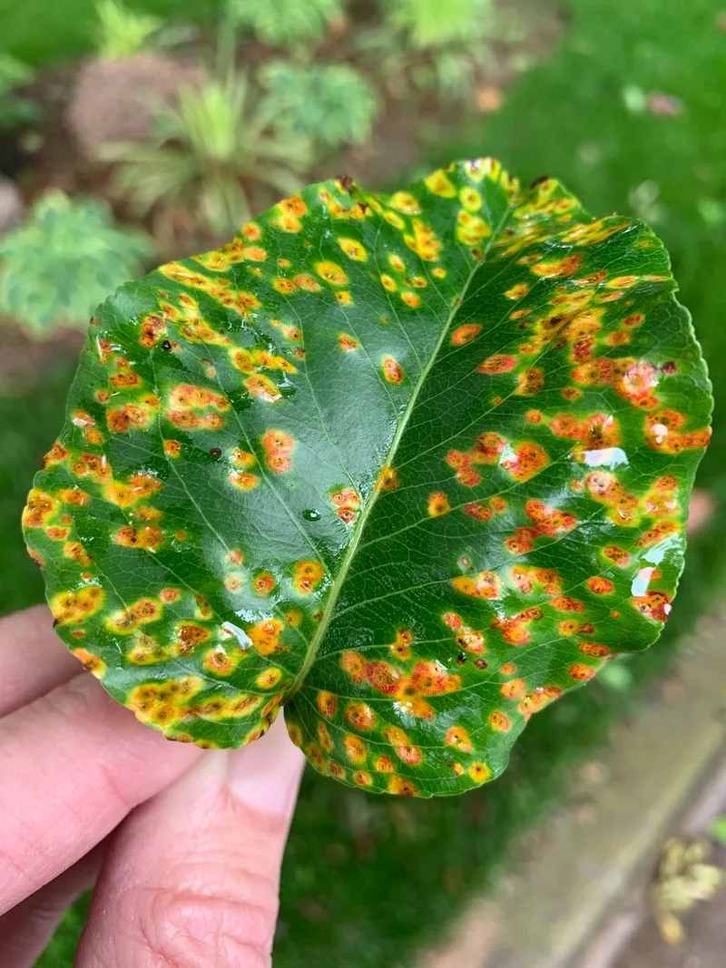 Rust Disease