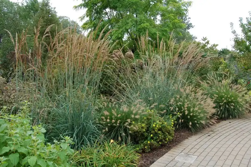 Ornamental Grass Showcase
