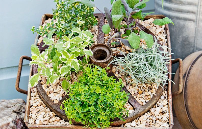 Rustic Herb Wheelbarrow