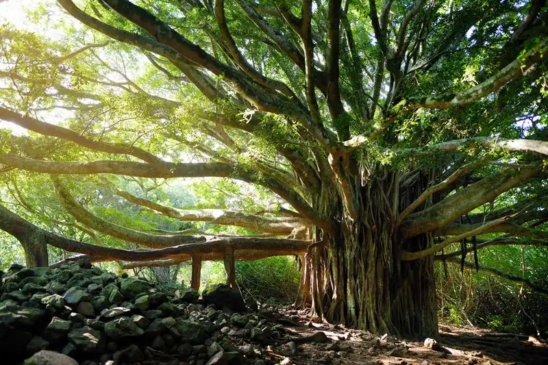 Sacred Banyan Tree