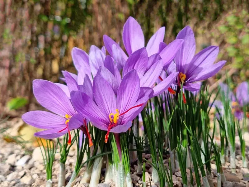 Saffron Crocus