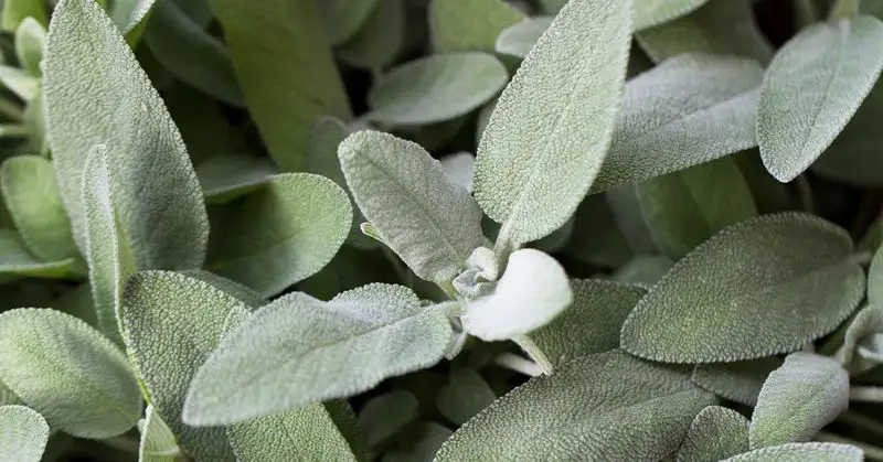 Sage
