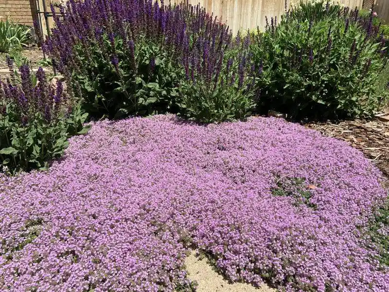 Thyme