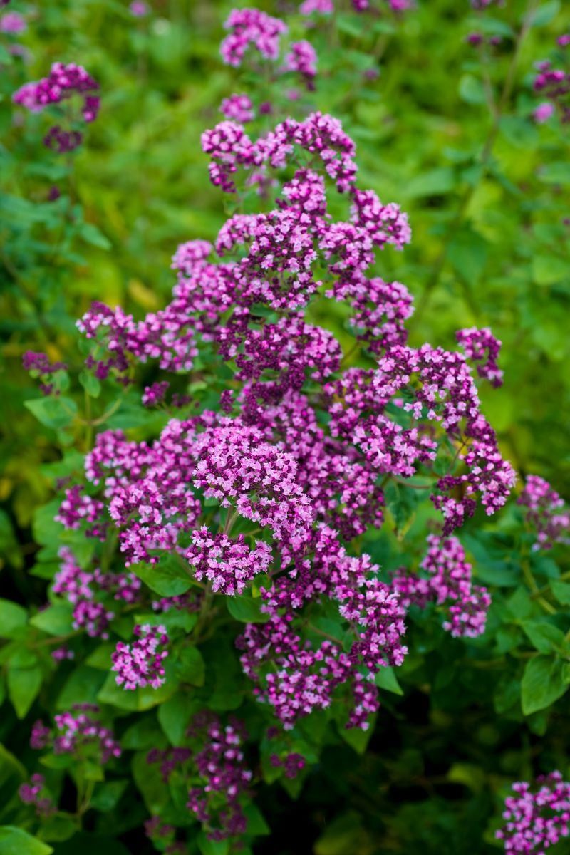 Oregano
