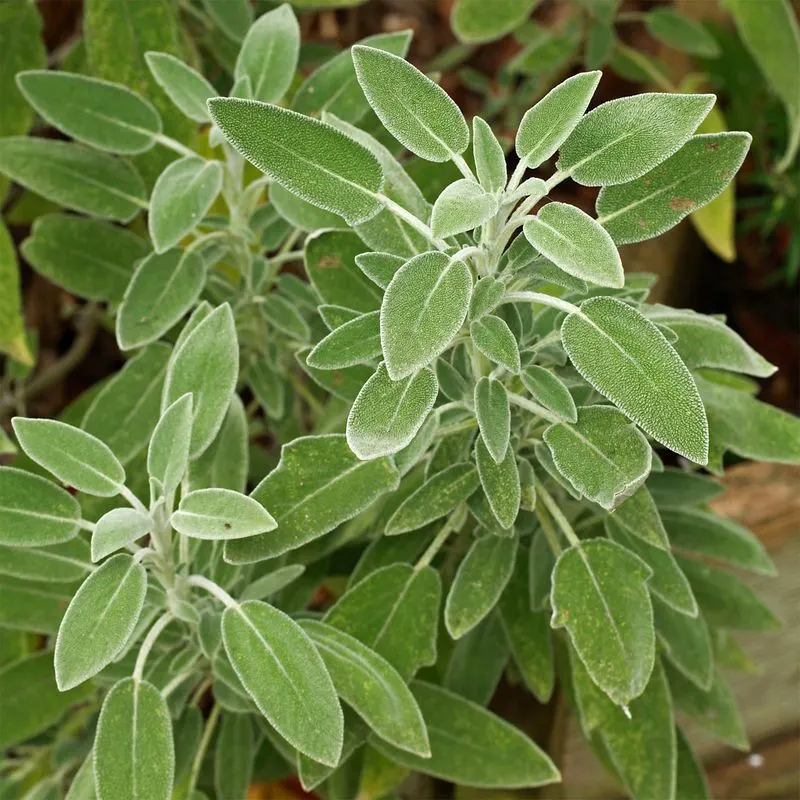 Sage