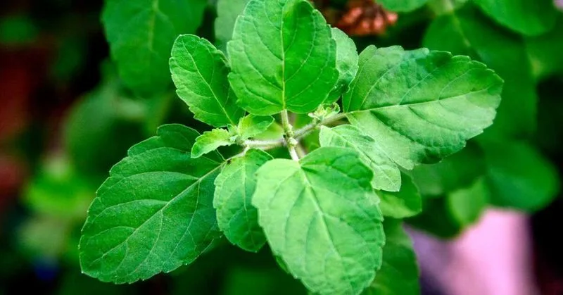 Basil