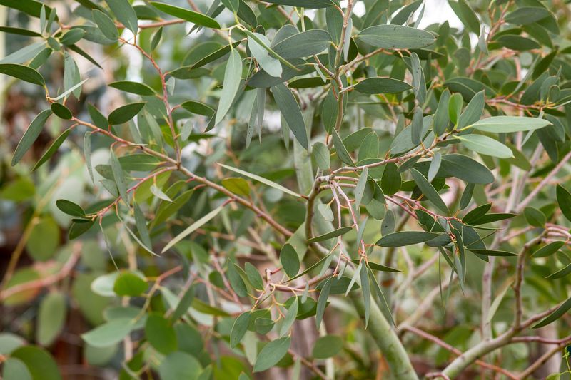 Eucalyptus