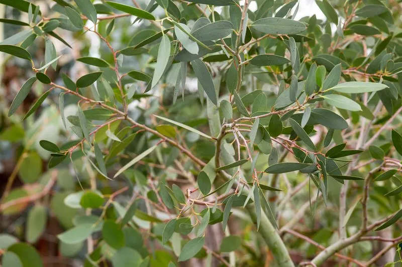 Eucalyptus