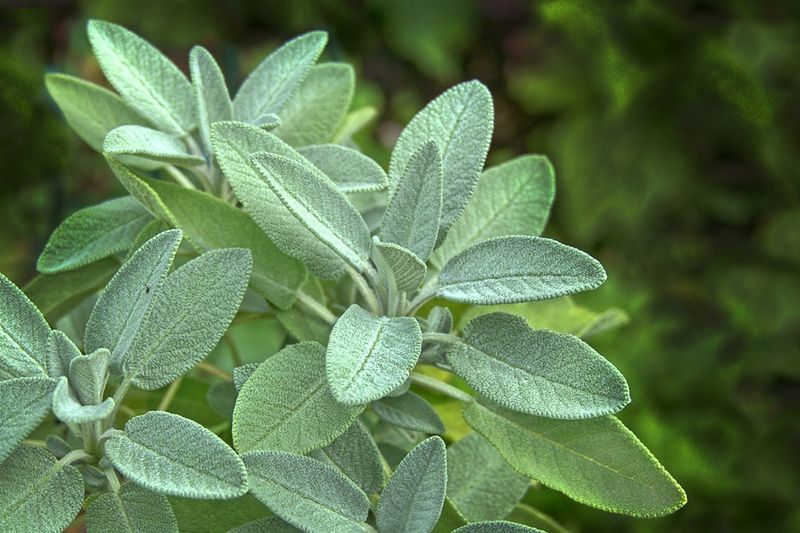 Sage