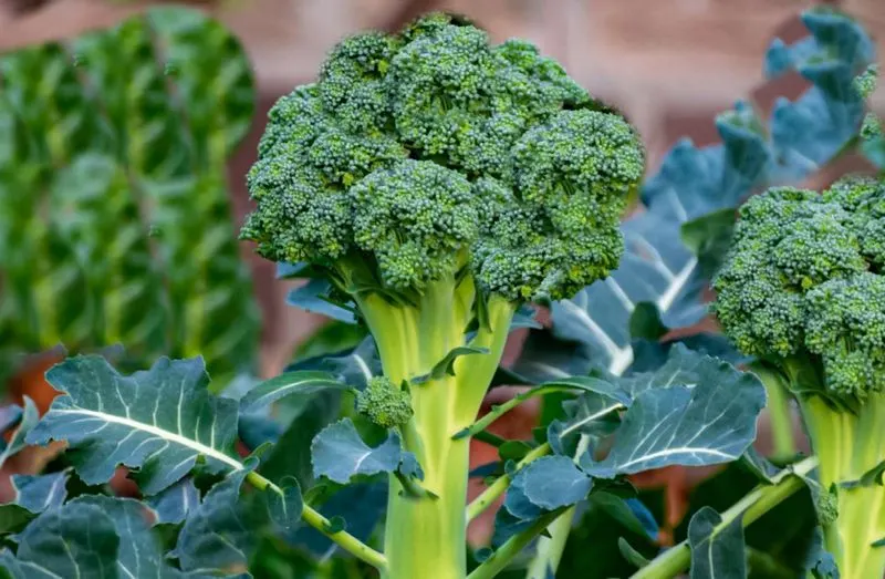 Sage and Broccoli