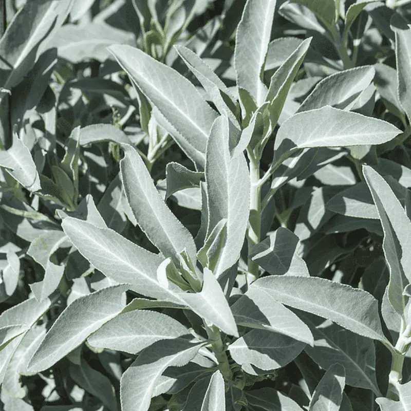 Sage