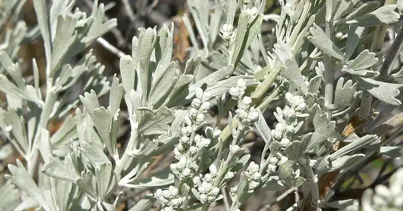 Sagebrush