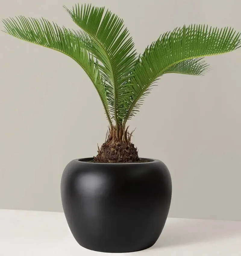 Sago Palm