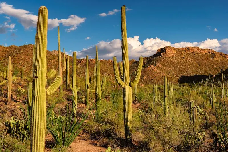Saguaro Cactus